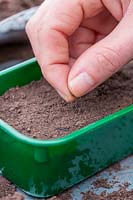 Woman sowing Cleome hassleriana seeds in seedtray