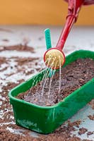 Woman watering newly sown seedtray with Cleome hassleriana seed with watering can