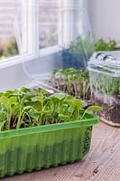 Various plastic trays on window sill with microgreens such as radish 