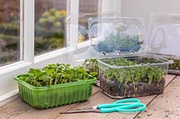 Various plastic trays on window sill with microgreens such as pea shoots, 
radish and spinach, scissors for harvesting