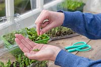 Woman picking pea shoots growing in plastic tray