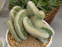 Mammillaria spinosissima subspp. cristata - Brain Cactus - in a pot