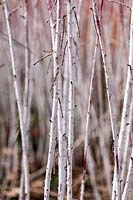 Rubus cockburnianus - White Stemmed Bramble - bare stems