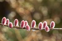 Salix gracilistyla 'Mount Aso' - furry Pussy Willow catkins