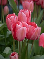 Tulipa 'Mistress' - Tulip