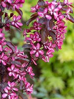 Malus toringo Aros - Dwarf Crabapple - blossom
