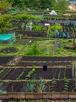 Allotments showing young vegetable plants in rows