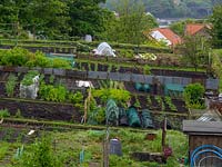 Allotment - rows of new young plants plus various cloches and low polytunnels