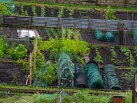 Allotments showing row cloches protecting plants
