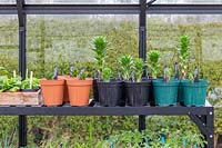 Inside a greenhouse fitted with metal staging to hold pots of young plants 
and trays of seedlings