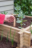 Woman adding label to newly planted Broad Bean 'The Sutton'