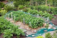 Strawberry bed in vegetable garden. Ripe fruit protected from birds by netting over metal hoops well secured with stones, also 
plastic bottles. 