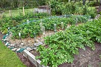 Vegetable and fruit garden beds including raised rows of Potato 'Sante', 
fruiting strawberries with metal hoop frame, plastic bottles and 
net protection from birds 