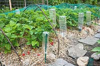 Strawberry bed with ripe fruit protected from birds. Netting over metal hoops
 well secured with stones, plastic bottles on stakes
