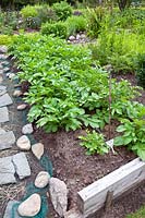 Vegetable bed with rows of Potato 'Sante'