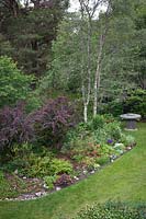 View of lawn and a border with Berberis, Betula pendula - Silver Birch -  trees and 
old millstone table