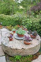 Collection of potted succulents including Echeveria and Agave on 
old millstone table set on paving. Flowering Lilium martagon - Martagon Lily  - by 
Hedera helix - Ivy - hedge