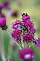 Cirsium rivulare 'Atropurpureum' - Brook or Plume Thistle - with Bumble Bee