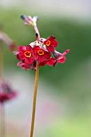 Primula wilsonii - Wilson's Primrose or Candelabra Primrose