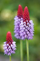 Primula vialii - Vial's Primrose