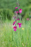 Gladiolus communis subsp. byzantinus - Byzantine Gladiolus - naturalised in long grass