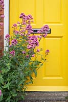 Centranthus ruber - Red Valerian against a yellow house door 