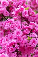 Rhododendron 'Rosebud' - Azalea 
