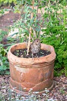 Turdus philomelos - Song Thrush - on a plant pot 
