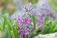 Stachys lavandulifolia - Wood Betony