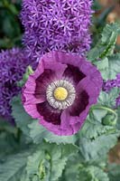 Papaver somniferum - Opium Poppy 