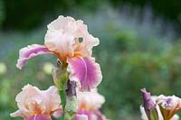 Tall bearded Iris 'Carnaby'