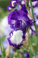 Tall Bearded Iris 'Stepping Out'