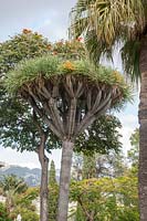 Fruiting Dracaena draco subsp. draco syn. Dypsis lutescens - Dragon Tree - alongside other trees and palms


