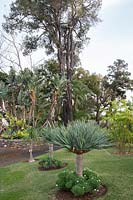 Garden view with lawn and young Dracaena draco subsp. draco syn. Dypsis lutescens - 
Dragon Tree underplanted with Argyranthemum - Marguerite. In background, 
Strelitzia nicolai - Giant White Bird of Paradise, 
Syncarpia glomulifera syn. S. laurifolia, Metrosideros glomulifera - 
Turpentine Tree