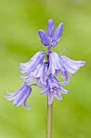 Hyacinthoides x massartiana hybrid bluebell