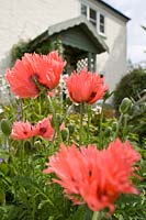 Oriental poppy - 'Fornsett Summer' in cottage garden
