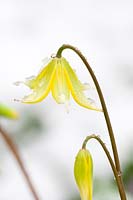 Erythronium 'Pagoda' in snow - dog's tooth violet
