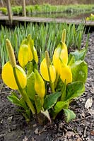 Lysichiton americanus - Yellow skunk cabbage 