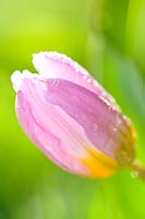 Tulipa bakeri 'Lilac Wonder' - Closed flower with raindrops