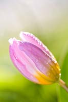 Tulipa bakeri 'Lilac Wonder' - Closed flower with raindrops
