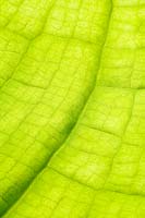Lysichiton americanus - Yellow skunk cabbage leaf
