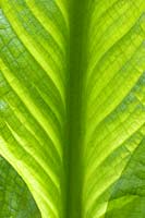 Lysichiton americanus - Kunk cabbage leaf