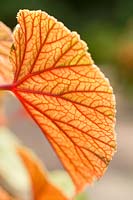 Begonia grandis - Underside of leaf