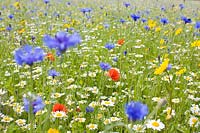 Cultivated wildflower meadow with cornflower, camomile, poppy