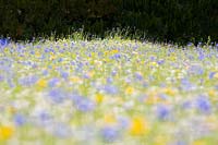 Cultivated wildflower meadow with cornflower, camomile, corn marigold