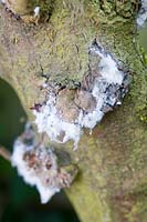 Eriosoma lanigerum -  wooly aphid damage on apple tree
