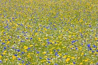 Cultivated wildflower meadow with cornflower, camomile, corn marigold