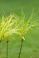 Cyperus Papyrus - Egyptian papyrus