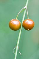 Asparagus berries 