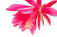Epiphyllum spp - Orchid cactus flower